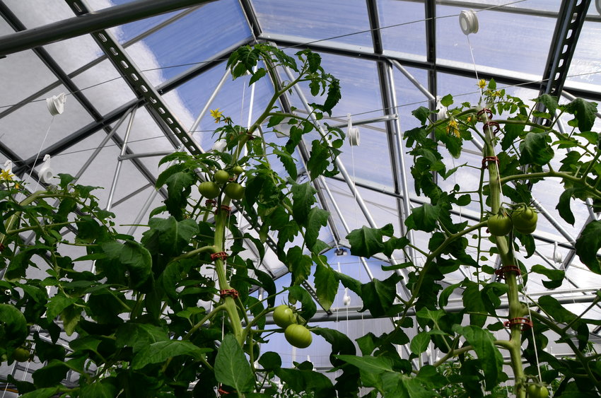 Tomato plants reach skyward.